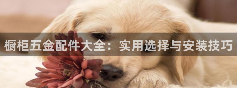 云顶集团网站app下载安装